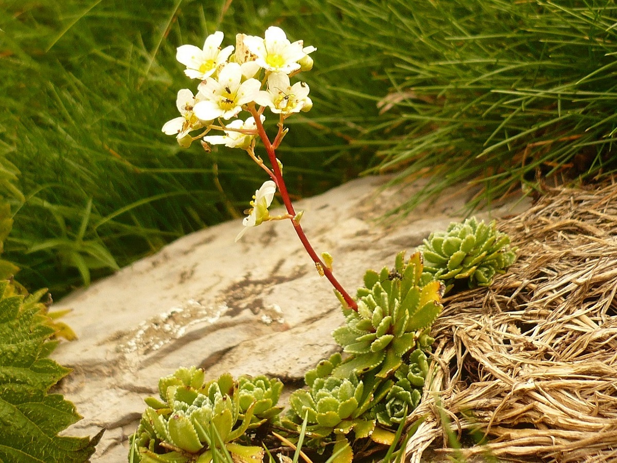 Saxifraga paniculata subsp. paniculata (Saxifragaceae)
